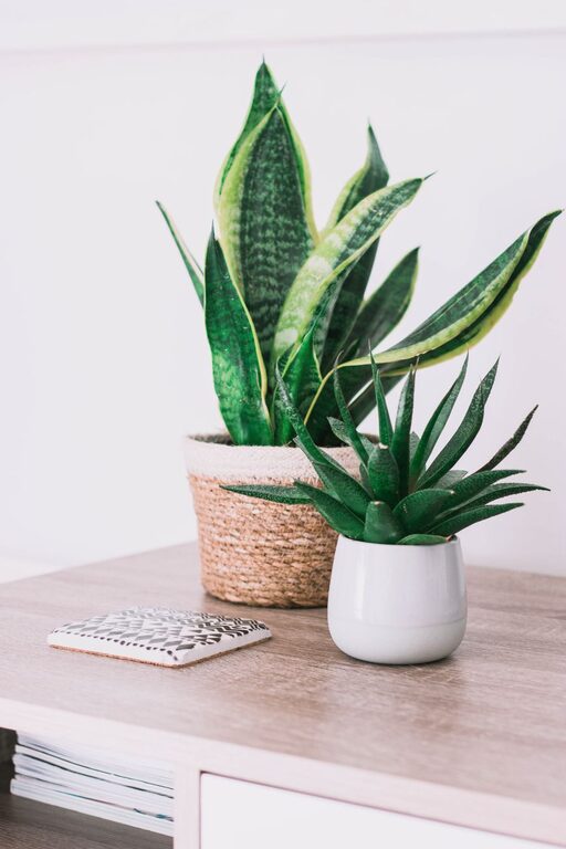 The Benefits of Indoor Plants and Easy Care Tips for Your Home